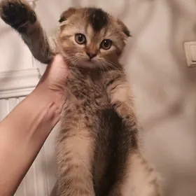 чистокровная золотая шиншила