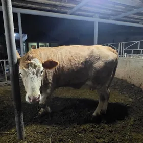 Simental göleli sygyr