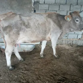 голели сыгыр