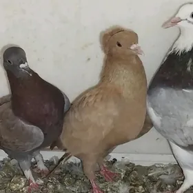 Kepderi Кепдери Голуби