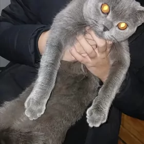 отдам в добрые руки