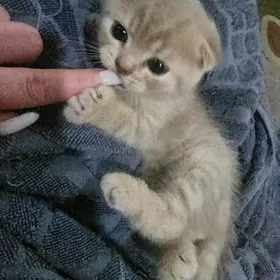 Шотландский фолд скоттиш