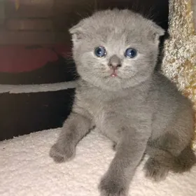 Шотландские вислоухие