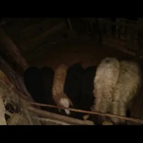 TOKLY ISSEK 8SANY OPSY