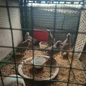 sisarka taskent induk