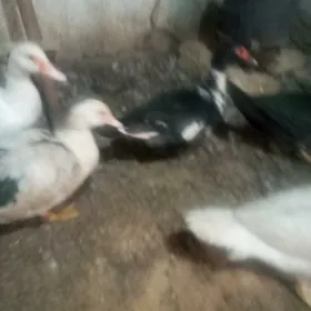 indautga ene  makiler