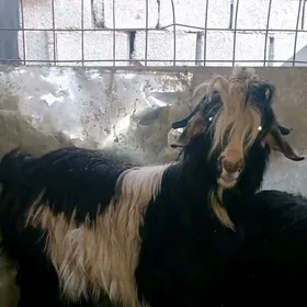 Goyun işşek bn teke