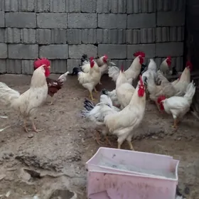 Horaz Adler Sendi Susesks