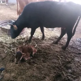 голели. сыгр