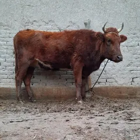 8 AÝLYK ULY DAYOW BOGAZ SYGYR