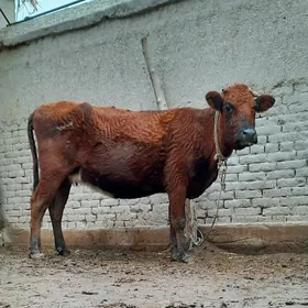 8 AÝLYK IRI ULY BOGAZ MAL.