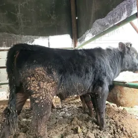 okuz göle öküz gole