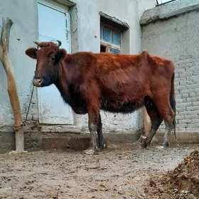 8 AÝLYK YUWAŞJA BOGAZ SYGYR