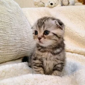 shotlandskie vislouhie koshki