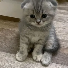 shotlandskie vislouhie