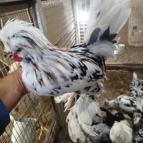 Японский КАРЕЙи