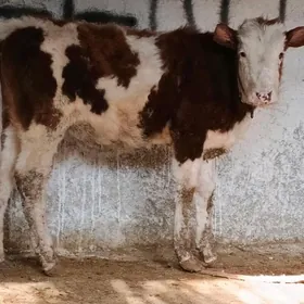 Simental Gibrit Tüwe