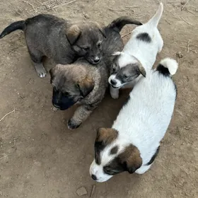 маленькие щенята ищут хозяина