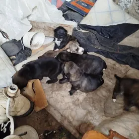 отдаю щенят