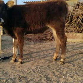 YERLI TÜWE ŞWES TOHIM MAL