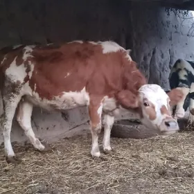 Alsyr bagaz gunajyn.