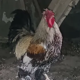 Брама хоразлар