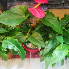 цветочный рай