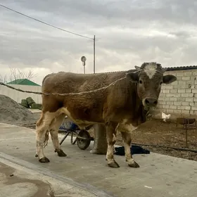 SIMENTAL GIBRIT ÖKÜZ