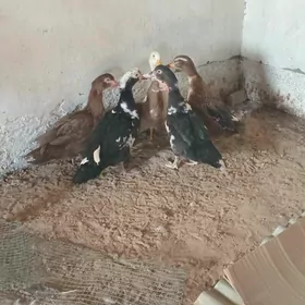 Indautga ýaşylbaş ördekler