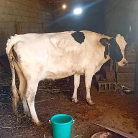 golisdein bogaz sygyr