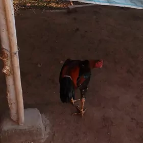 baysow horaz bir ylky