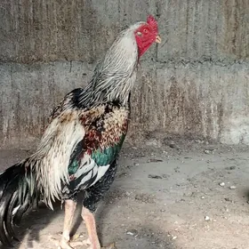 Ташкент хораз