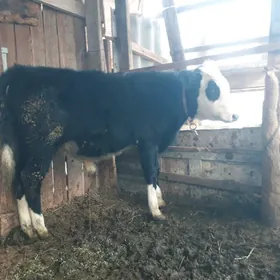 галыштейн окуз