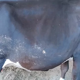 БОГАЗ ИКИНЖИ ГАРНЫ ТОХЫМ МАЛ