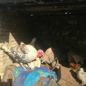 Indug horazy, indautka horazy,