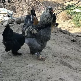 тройка двойка товык