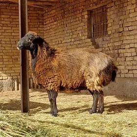 Gisar goyun iri agramly goyun