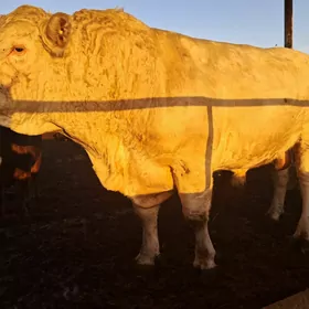 окуз.аргинал.шаралей