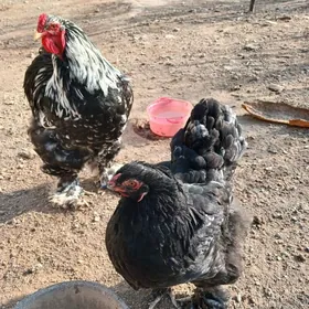 brama mramubrama mramyr