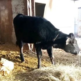 Tohum Tüweler 2 sanak