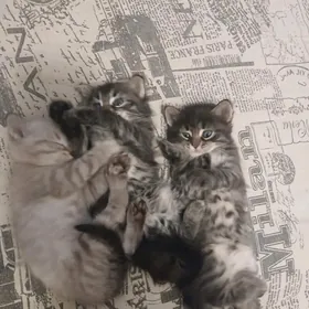 Котята сибирская порода