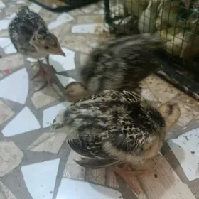 ИНДЮК ЖУЙЖЕ