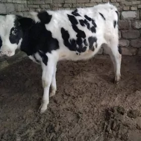 OKŪZ ARASSA GALIȘTEY