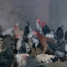 гигант хораз