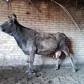 шивет голели сыгыр