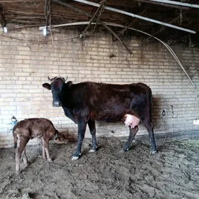 бурлат голели сыгыр