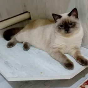 сиямиски парода 5 айлик