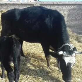 Çorny piýostyr göleli sygyr