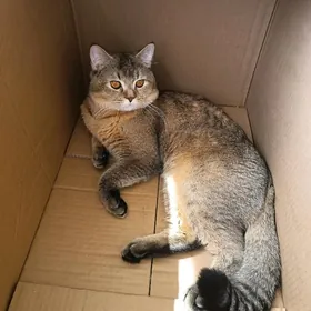 Кот на вязку