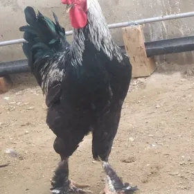 Horaz Owadan hem beyik